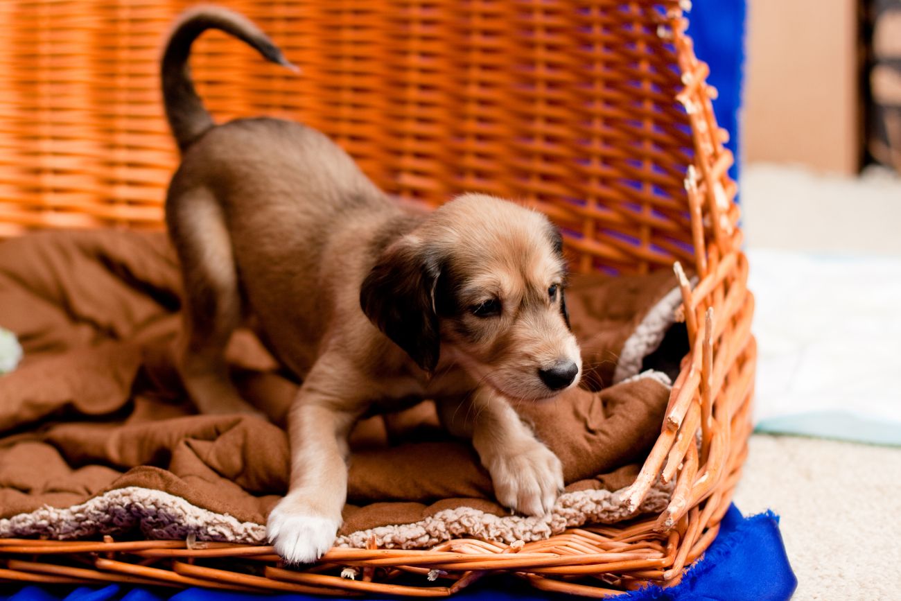 foaloce / Shutterstock.com